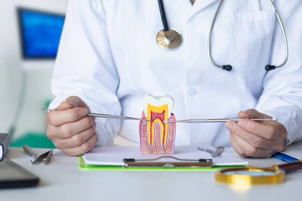 Best Emergency Dentist for Knocked-Out Tooth in Levelland, TX